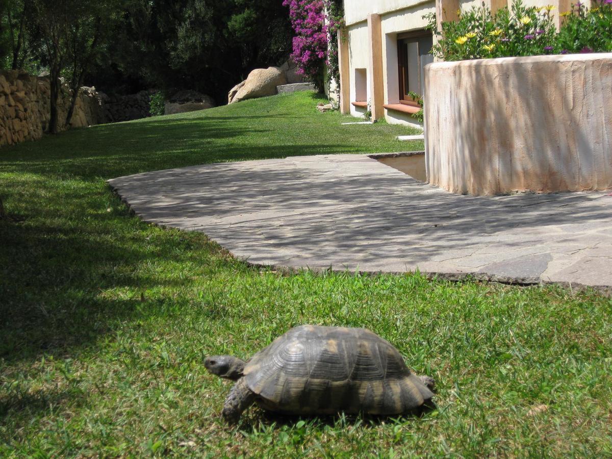 Hotel Monti Di Mola Porto Cervo Exterior foto